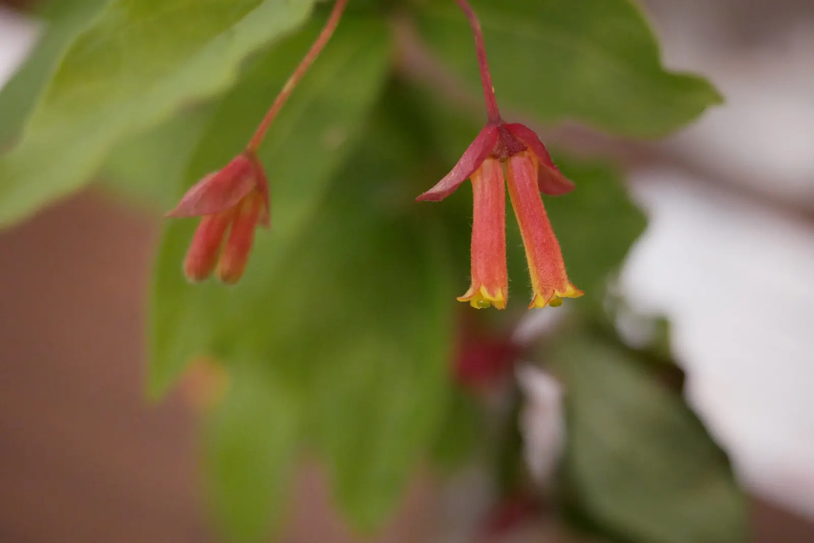 Twinberry (Lonicera Involucrata) — Renowned for its pairs of deep yellow