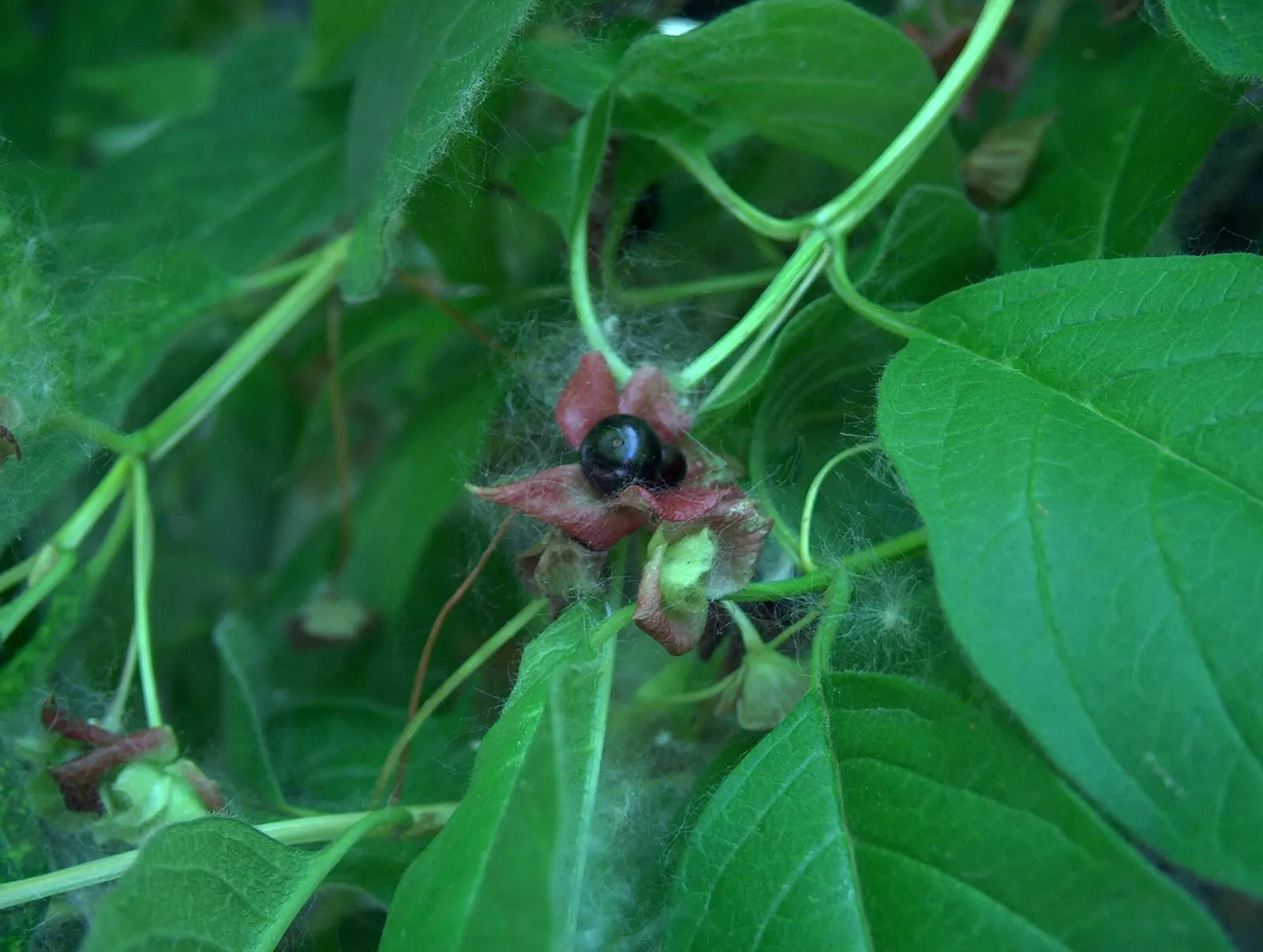 Twinberry (Lonicera Involucrata) — Showcasing lance-shaped leaves and yellow flowers with bracts that mature to a distinctive blackish-purple, image 49