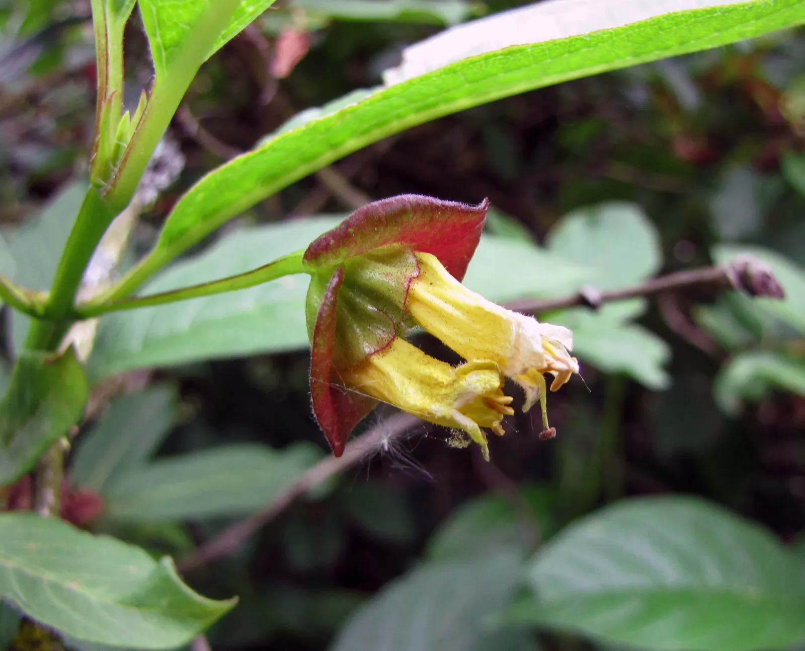 Twinberry (Lonicera Involucrata) — the plant is known for its pairs of berry-like fruit; growing to a height and spread of approximately 3-10 feet, image 73