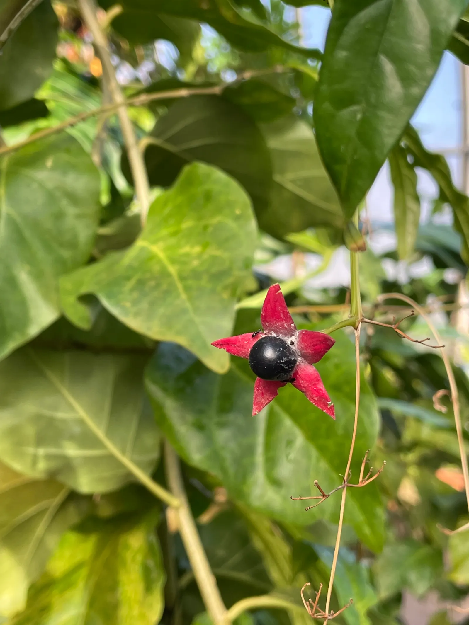 Twinberry (Lonicera Involucrata) — growing to a height and spread of approximately 3-10 feet; these flowers give way to glossy, image 48