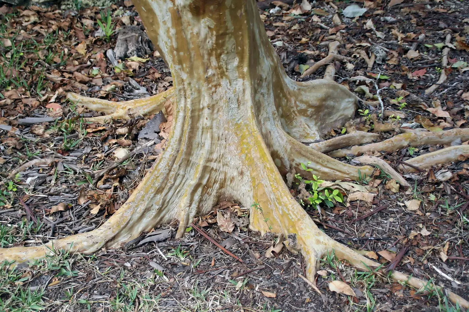Twinberry (Lonicera Involucrata) — Gardeners should be advised to wear gloves when handling the plant; where its erosion control properties are, image 65