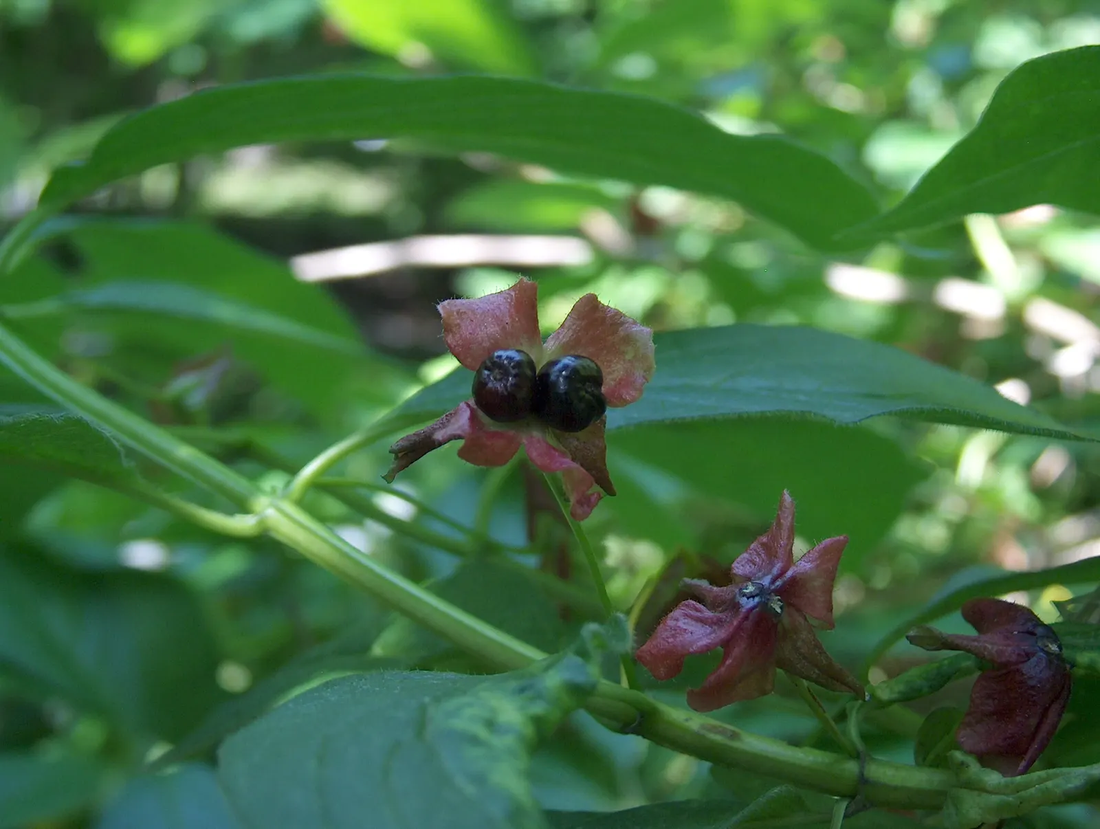 Twinberry (Lonicera Involucrata) — cementing its value in a biodiversity-focused landscape; tubular flowers which bloom in late spring to early summer