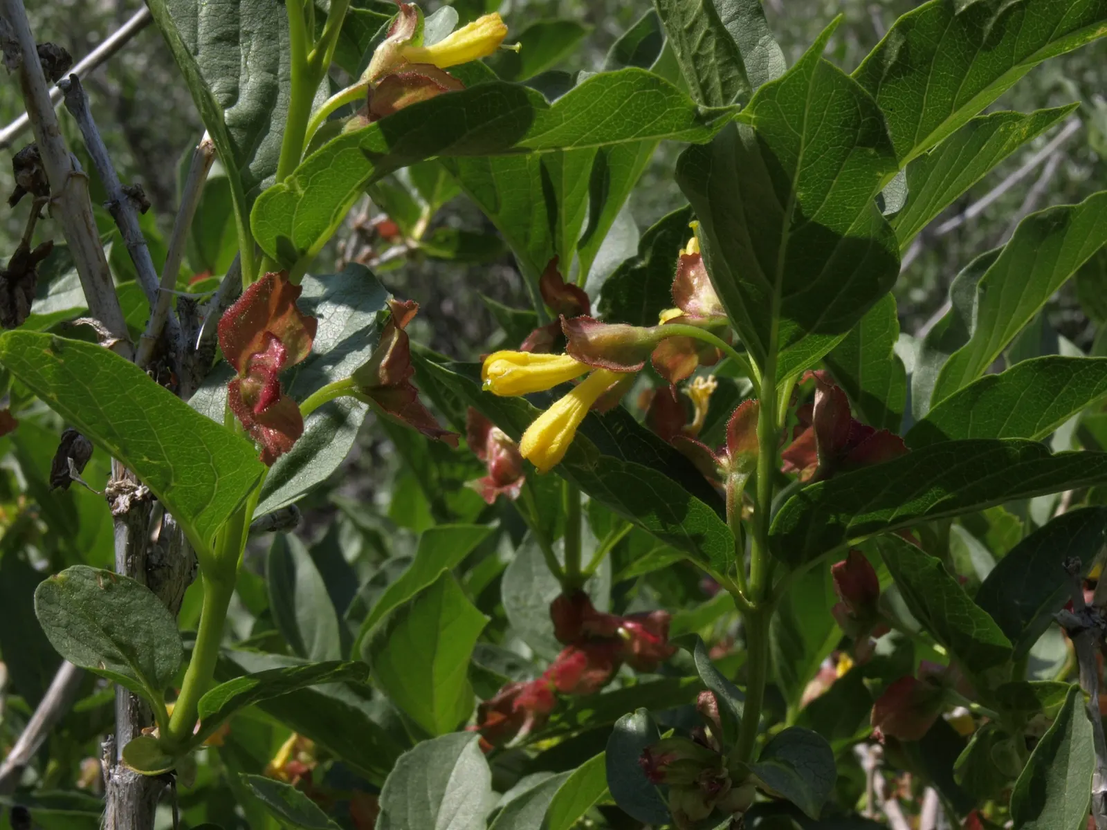 Twinberry (Lonicera Involucrata) — where its erosion control properties are beneficial along streambanks and slopes.<br><br>Importantly; with each, image 61