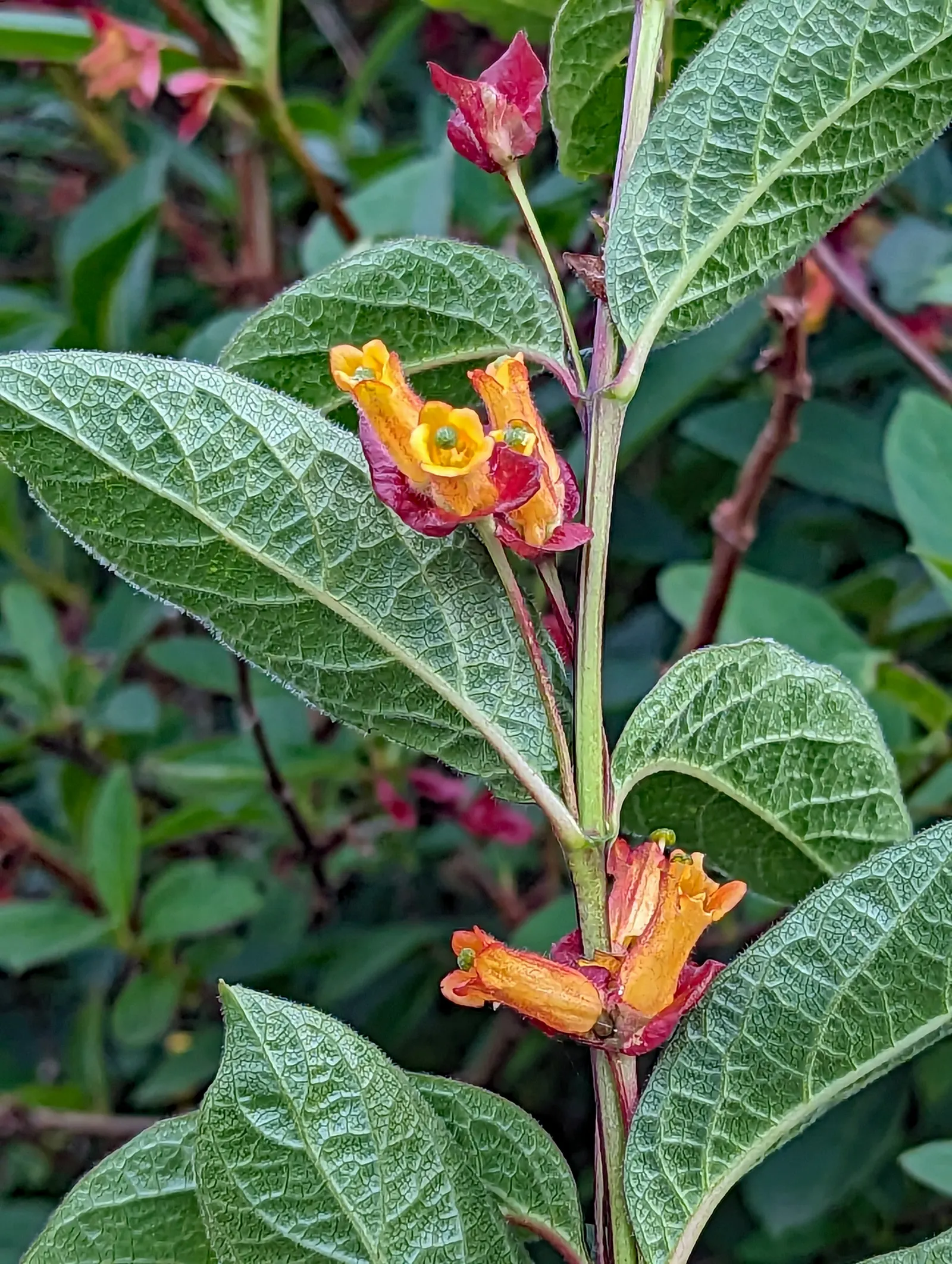 Twinberry (Lonicera Involucrata) — Its adaptability and moderate growth rate make it suitable for use as a shrub border; showcasing lance-shaped, image 83