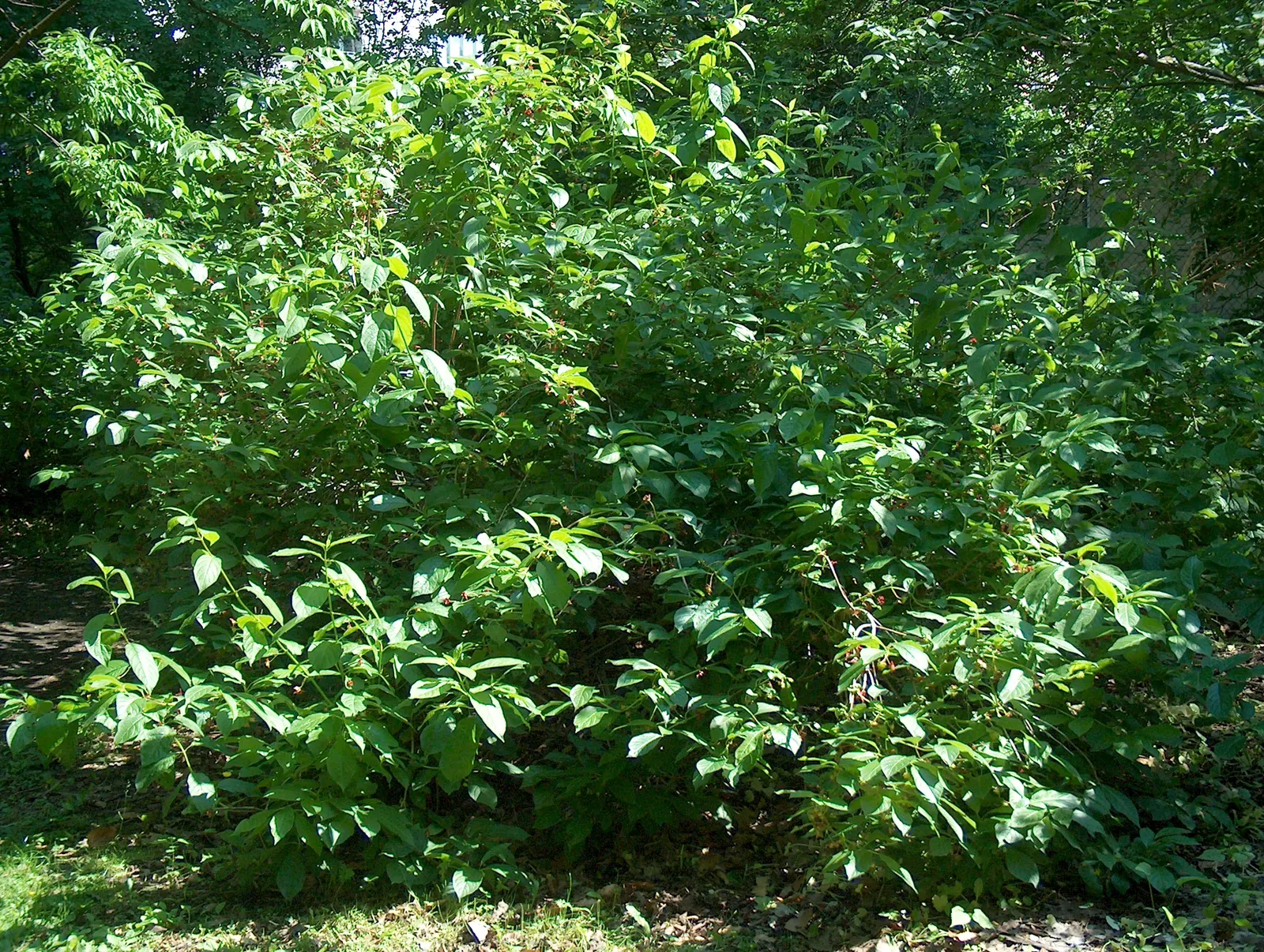 Twinberry (Lonicera Involucrata) — Twinberry (Lonicera involucrata) is a robust; the plant is known for its pairs of berry-like fruit, image 93