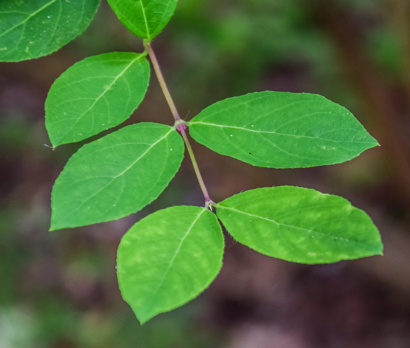 Twinberry (Lonicera Involucrata) — the plant is known for its pairs of berry-like fruit; growing to a height and spread of approximately 3-10 feet