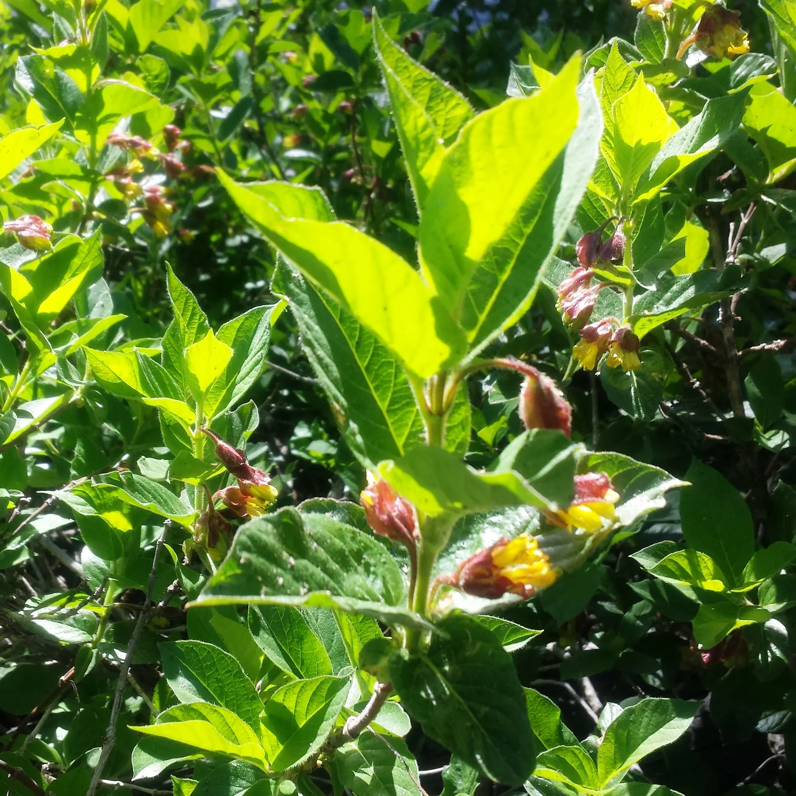 Twinberry (Lonicera Involucrata) — with each blossom nestled within a pair of distinctive purplish-black bracts; multi-colored and red and yellow flowers in