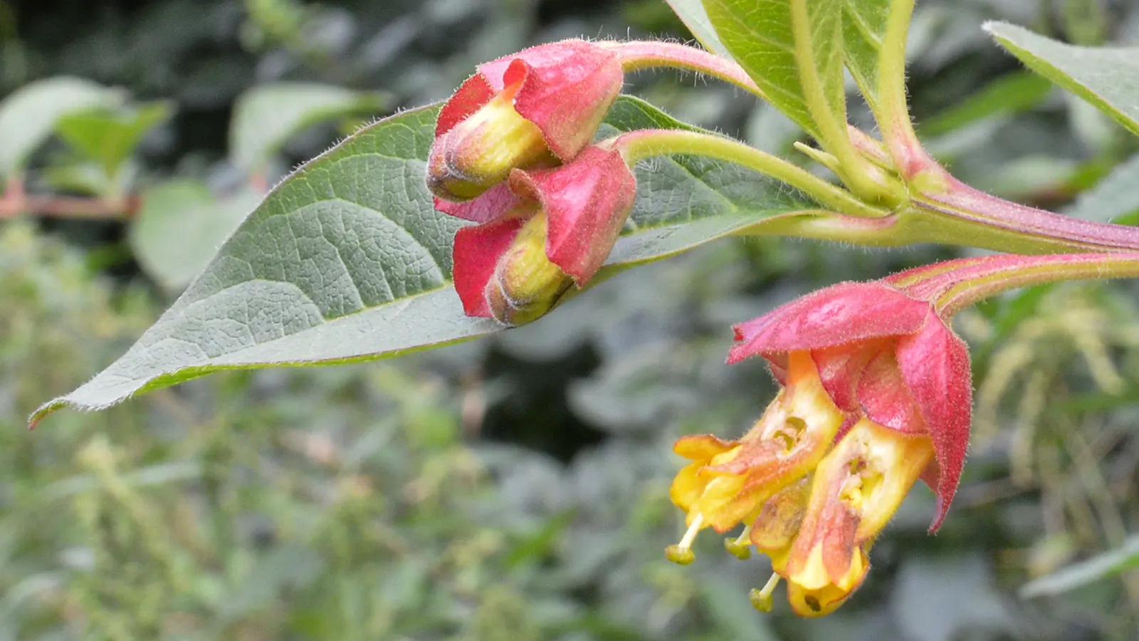 Twinberry (Lonicera Involucrata) — these flowers give way to glossy; it thrives in moist conditions across USDA zones 4-9, preferring partial to, image 80