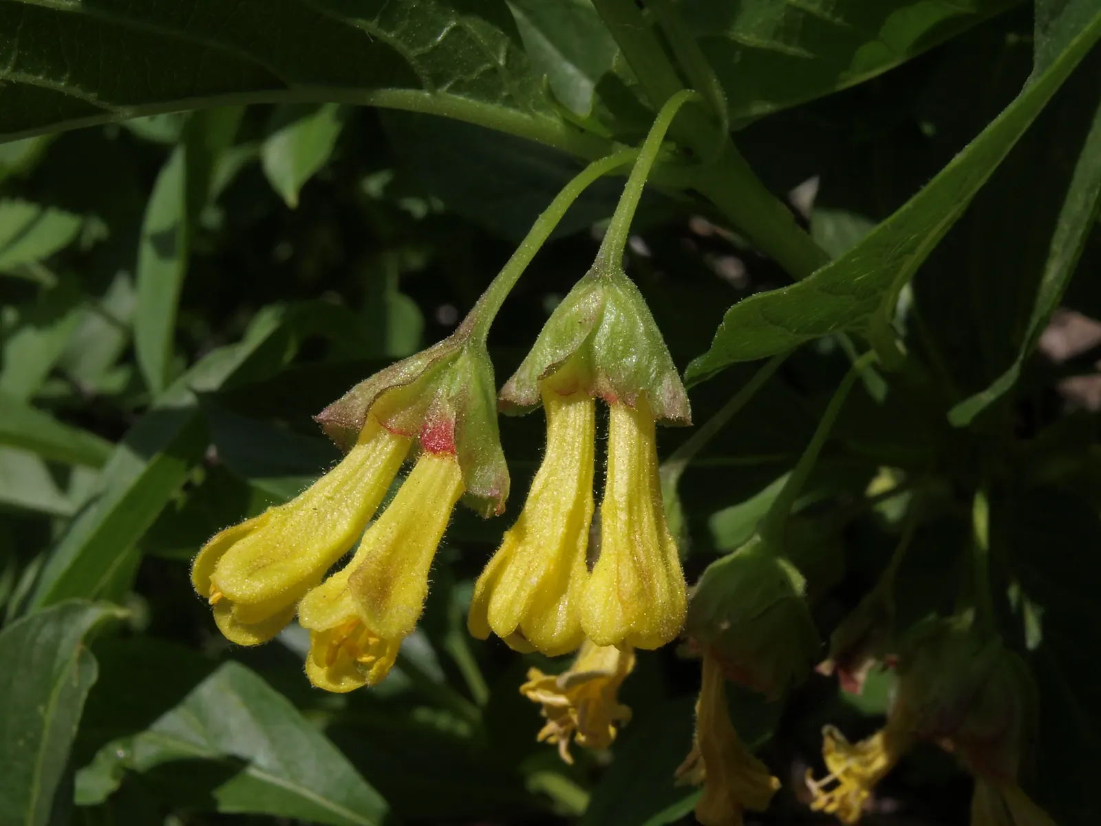 Twinberry (Lonicera Involucrata) — Gardeners should be advised to wear gloves when handling the plant; where its erosion control properties are, image 88