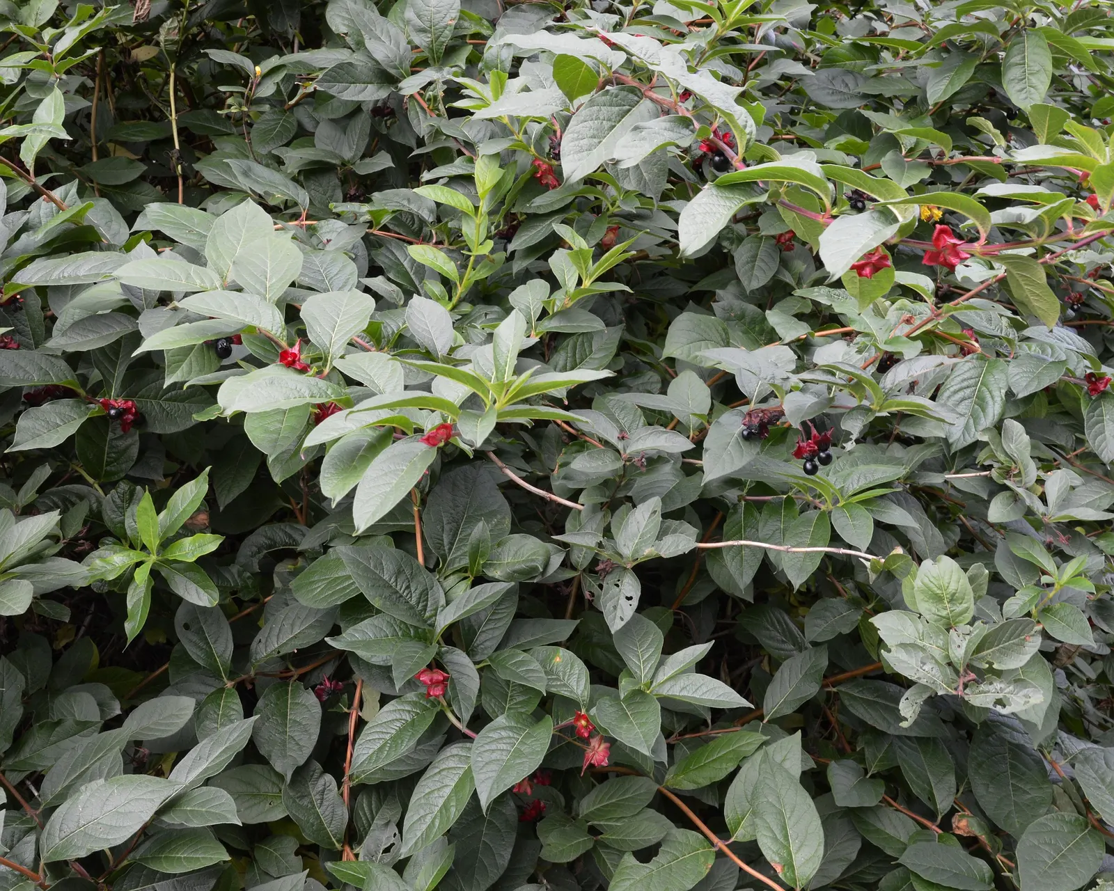 Twinberry (Lonicera Involucrata) — the plant is known for its pairs of berry-like fruit; growing to a height and spread of approximately 3-10 feet, image 96
