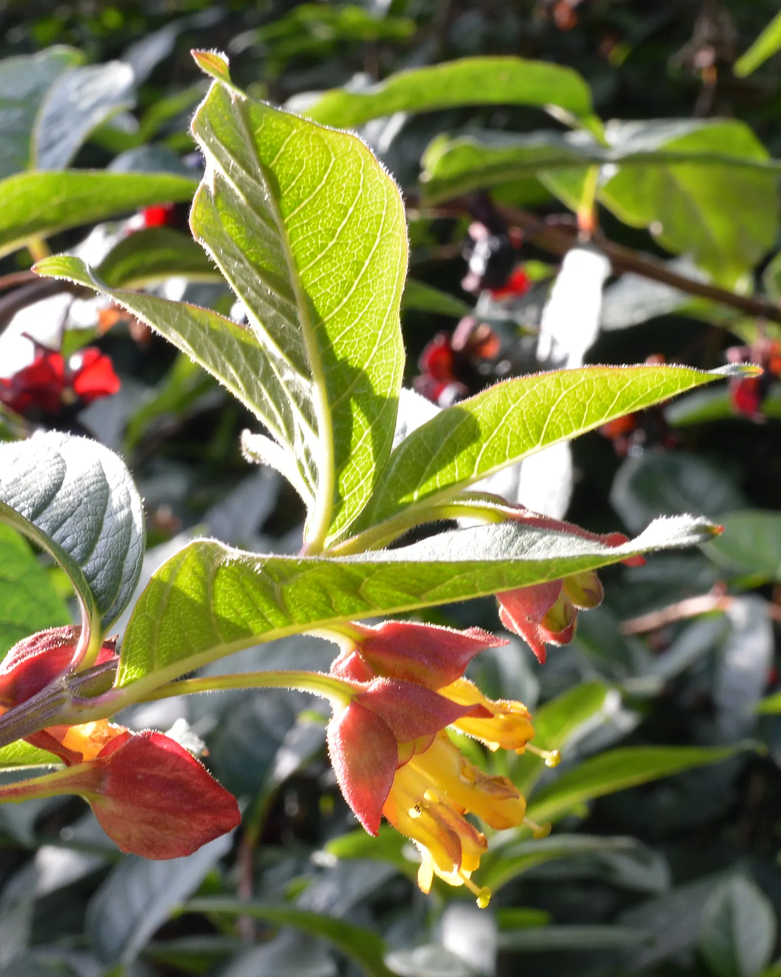 Twinberry (Lonicera Involucrata) — the Twinberry serves as an attractive source of nectar for hummingbirds and butterflies
