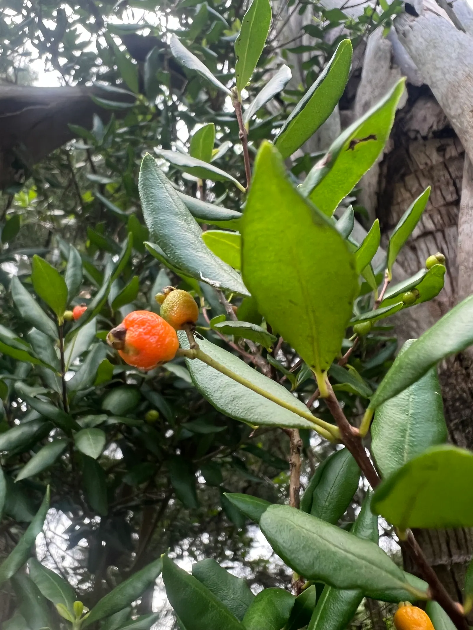 Twinberry (Lonicera Involucrata) — Twinberry (Lonicera involucrata) is a robust; the plant is known for its pairs of berry-like fruit, image 47