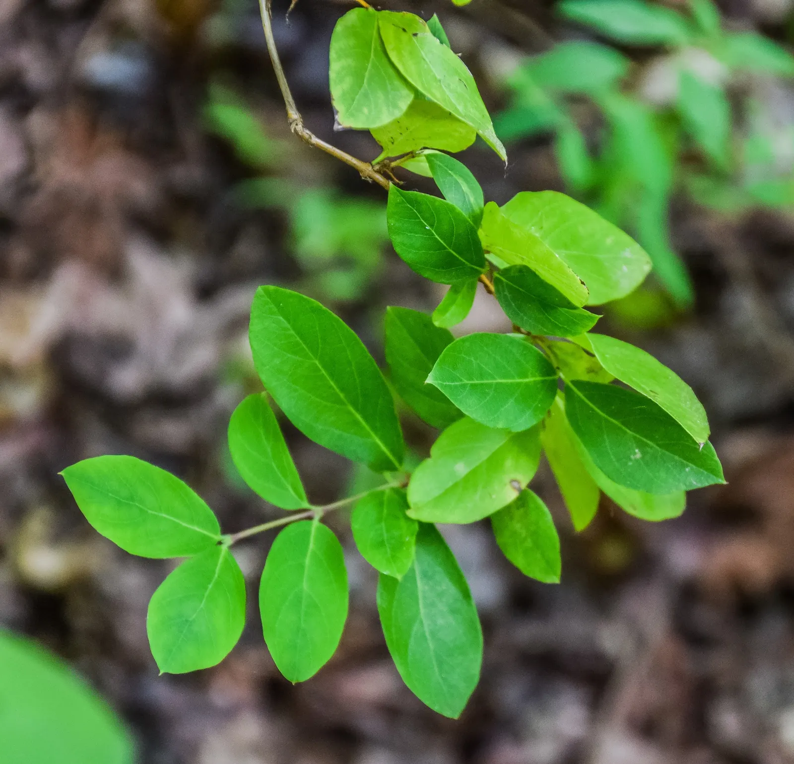Twinberry (Lonicera Involucrata) — where its erosion control properties are beneficial along streambanks and slopes.<br><br>Importantly; with each blossom