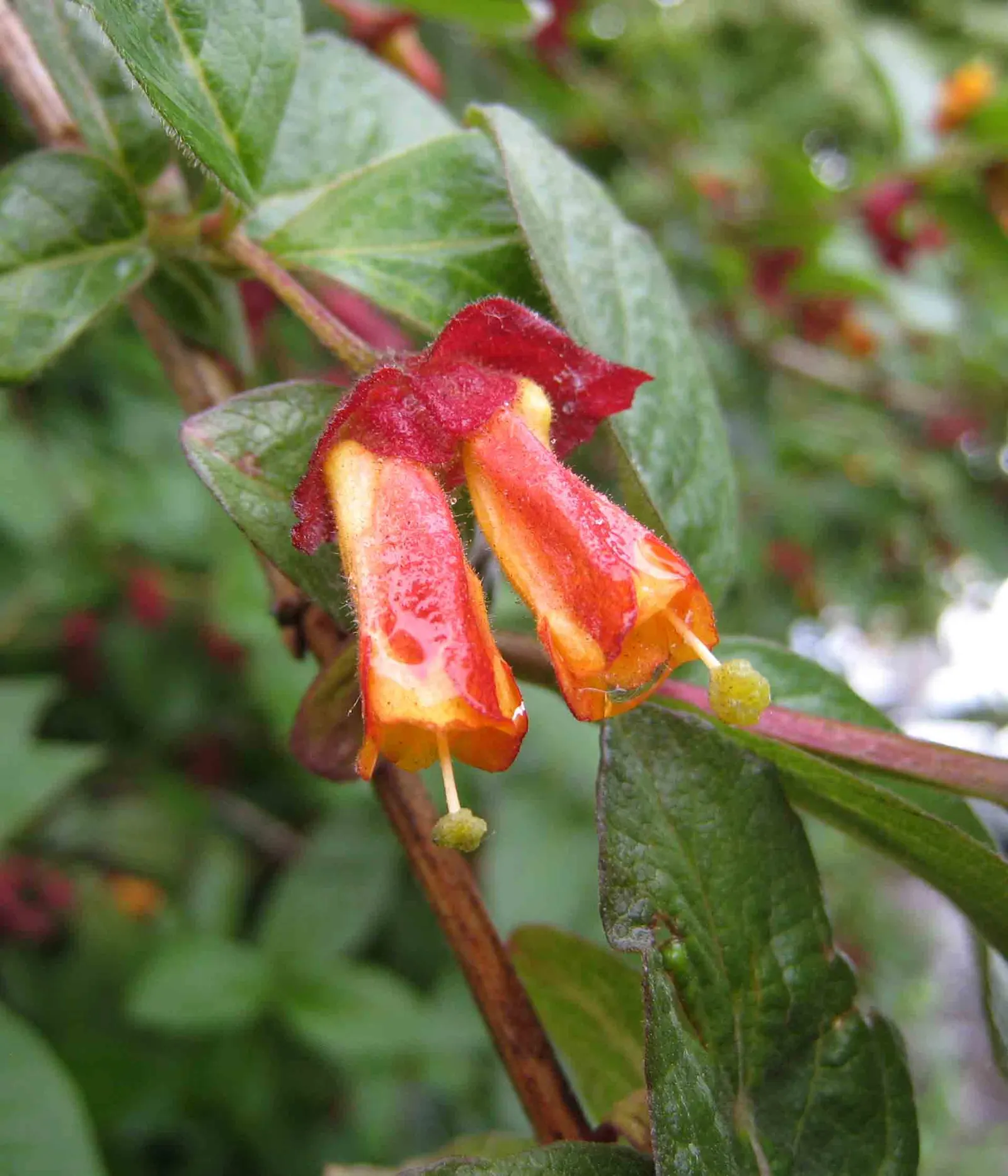 Twinberry (Lonicera Involucrata) — Renowned for its pairs of deep yellow; shrub / vine for full or half, image 76