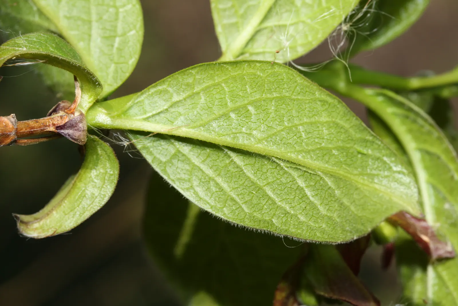 Twinberry (Lonicera Involucrata) — It prefers moist, well-drained soils and can tolerate a variety of conditions, from full sun to part shade; gardeners should