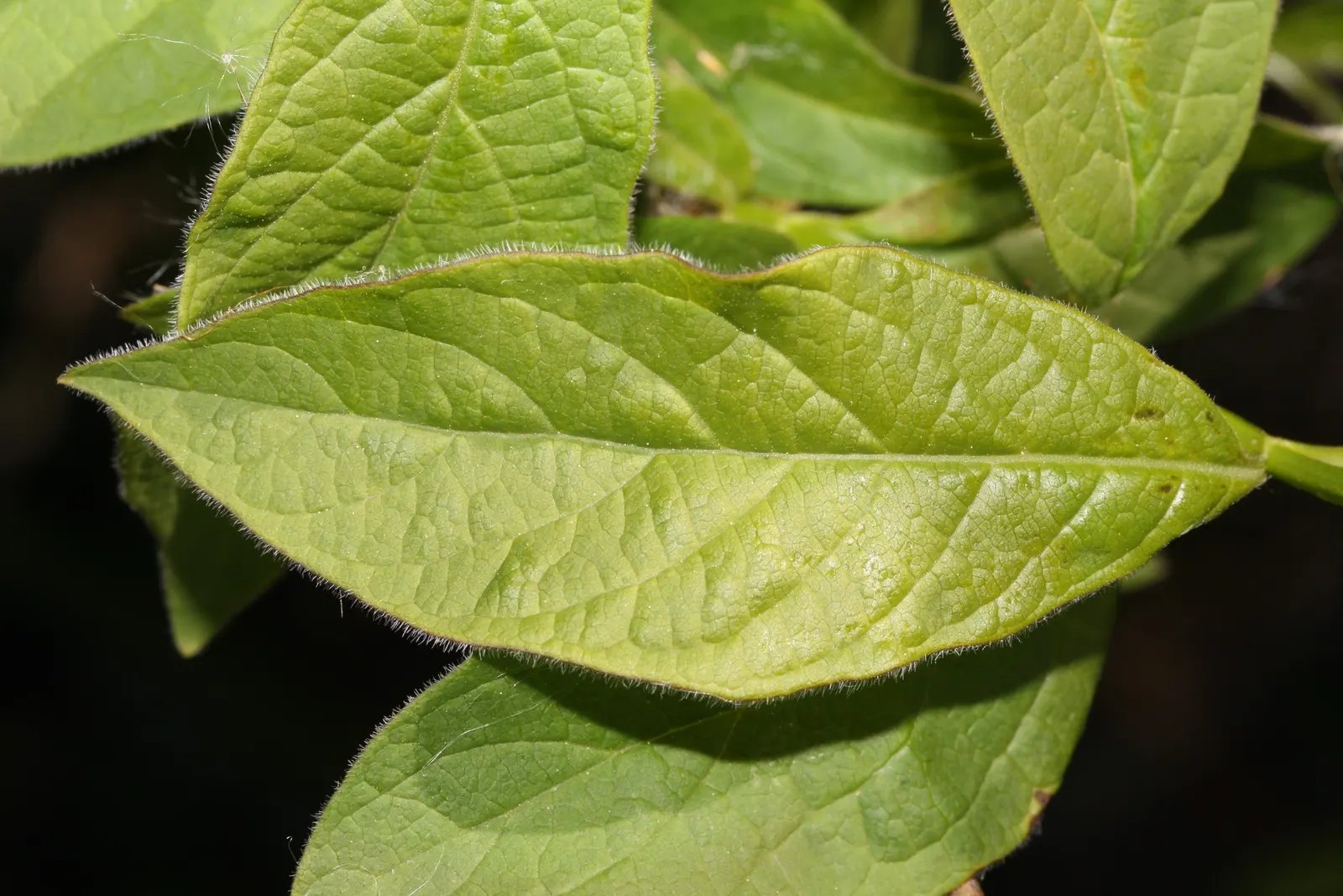 Twinberry (Lonicera Involucrata) — the plant is a spectacle of color; its adaptability and moderate growth rate make it suitable for use as a shrub, image 55