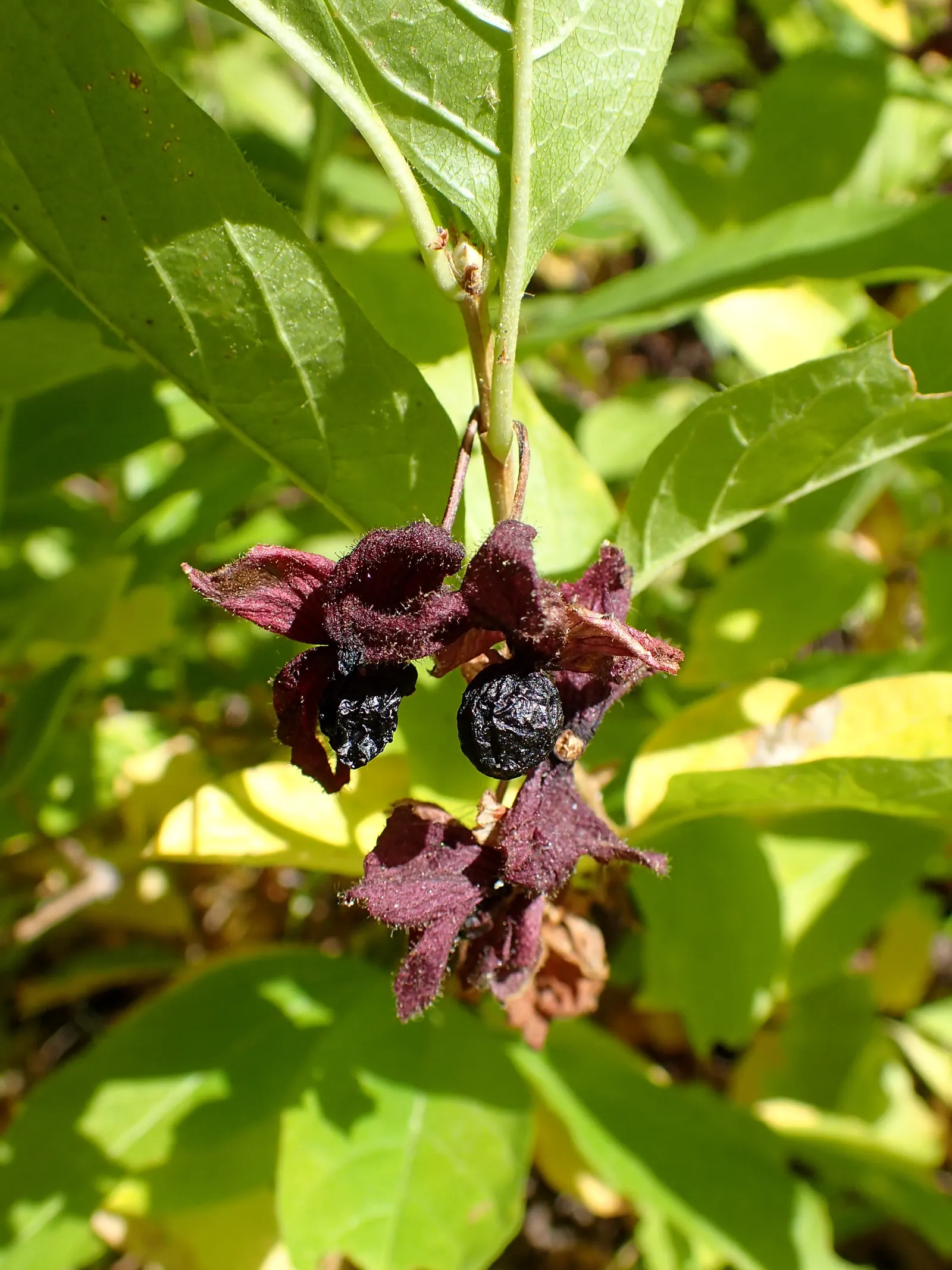 Twinberry (Lonicera Involucrata) — shrub / vine with multi-colored and red and yellow blooms; it prefers moist, well-drained soils and can tolerate a variety