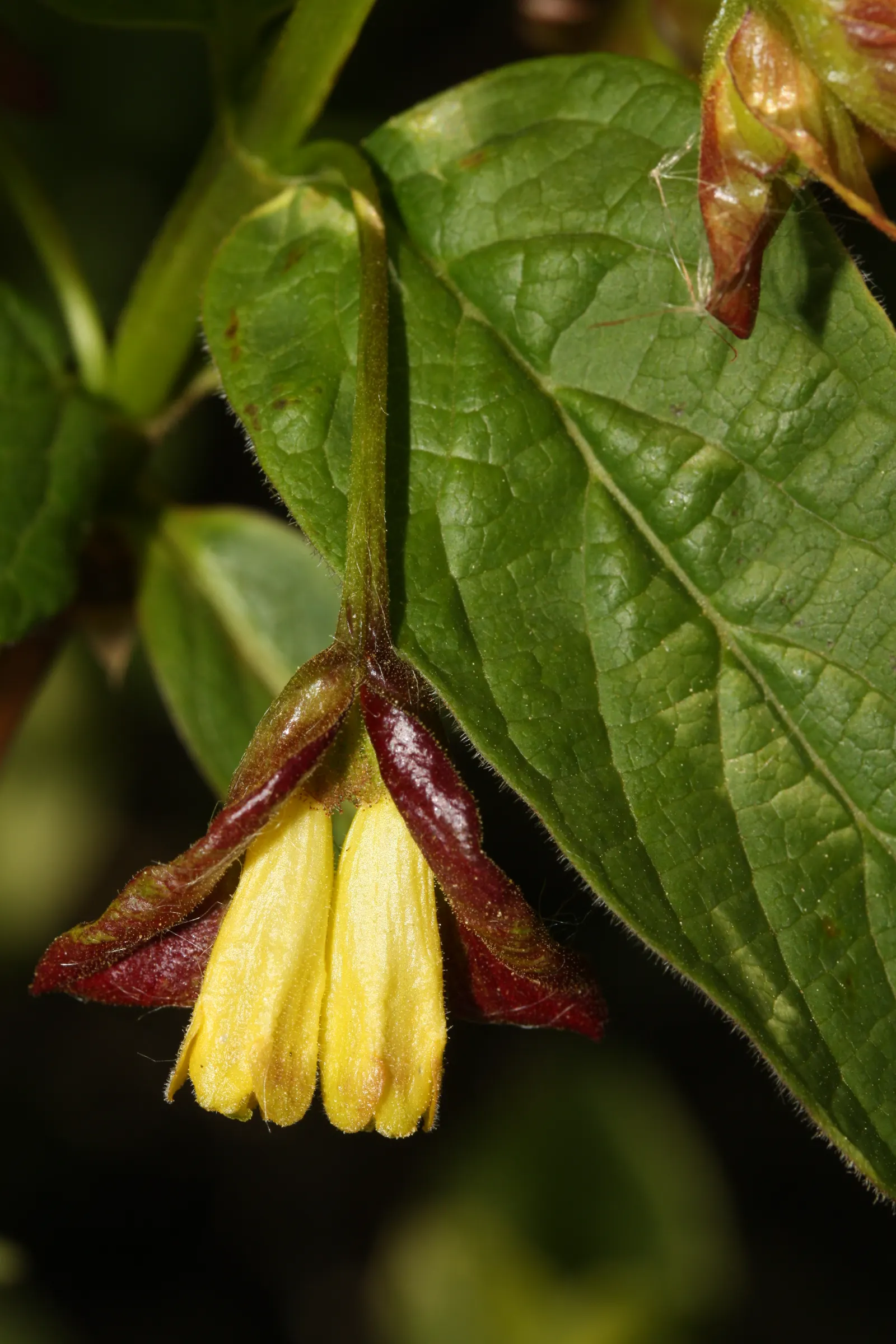 Twinberry (Lonicera Involucrata) — multi-colored and red and yellow flowers in the garden; ideal for wildlife gardens, its nectar-rich blooms attract
