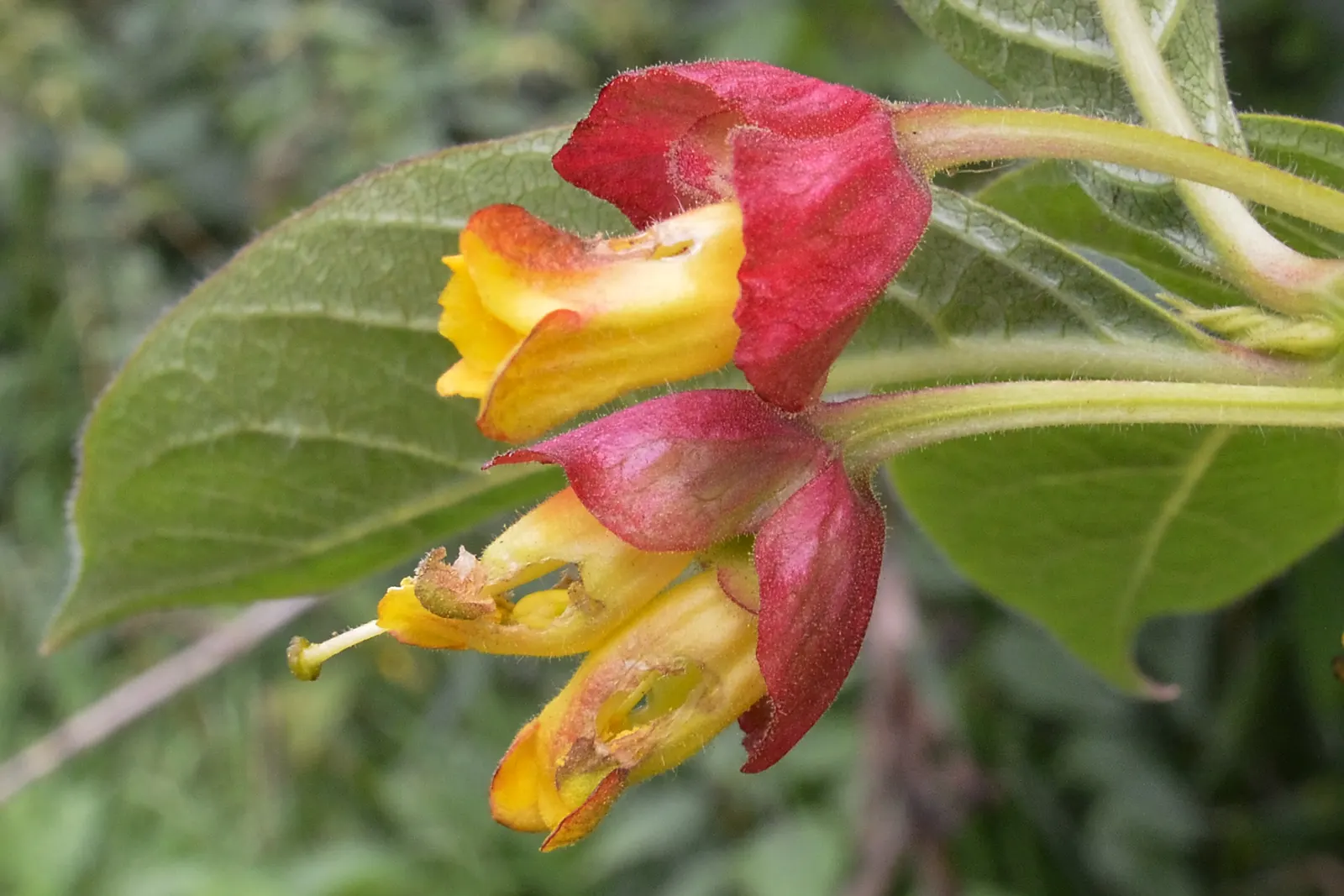 Twinberry (Lonicera Involucrata) — Twinberry (Lonicera involucrata) is a robust; the plant is known for its pairs of berry-like fruit, image 70