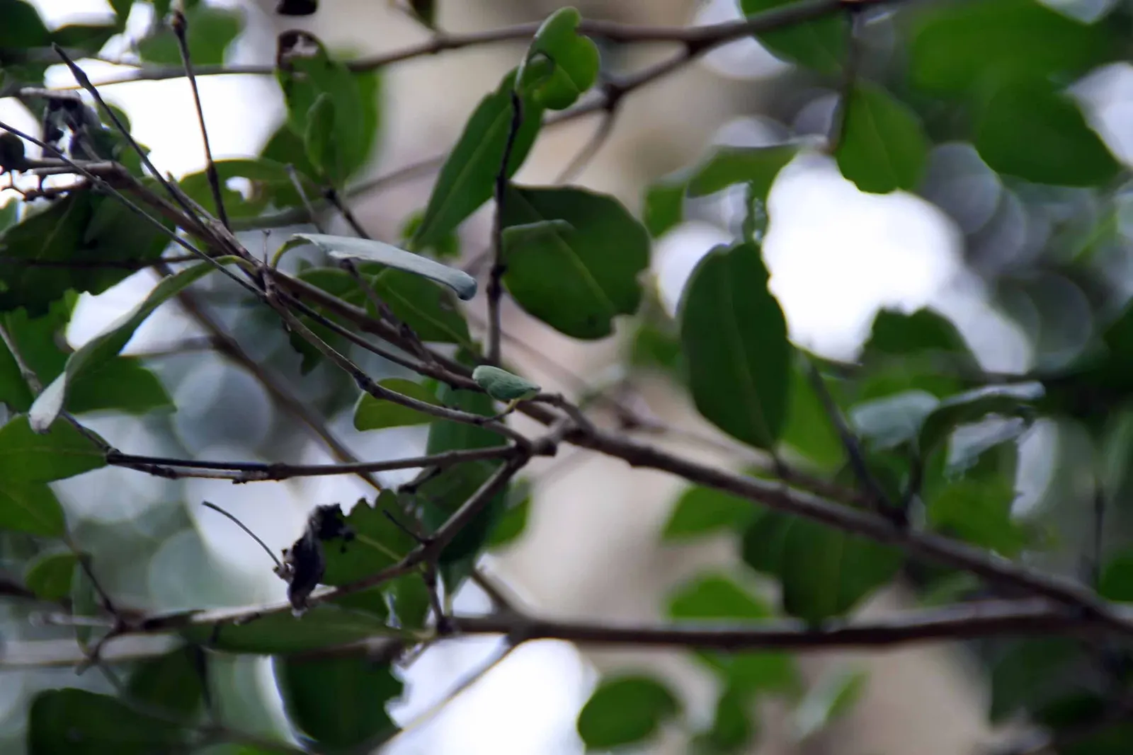 Twinberry (Lonicera Involucrata) — tubular flowers which bloom in late spring to early summer
