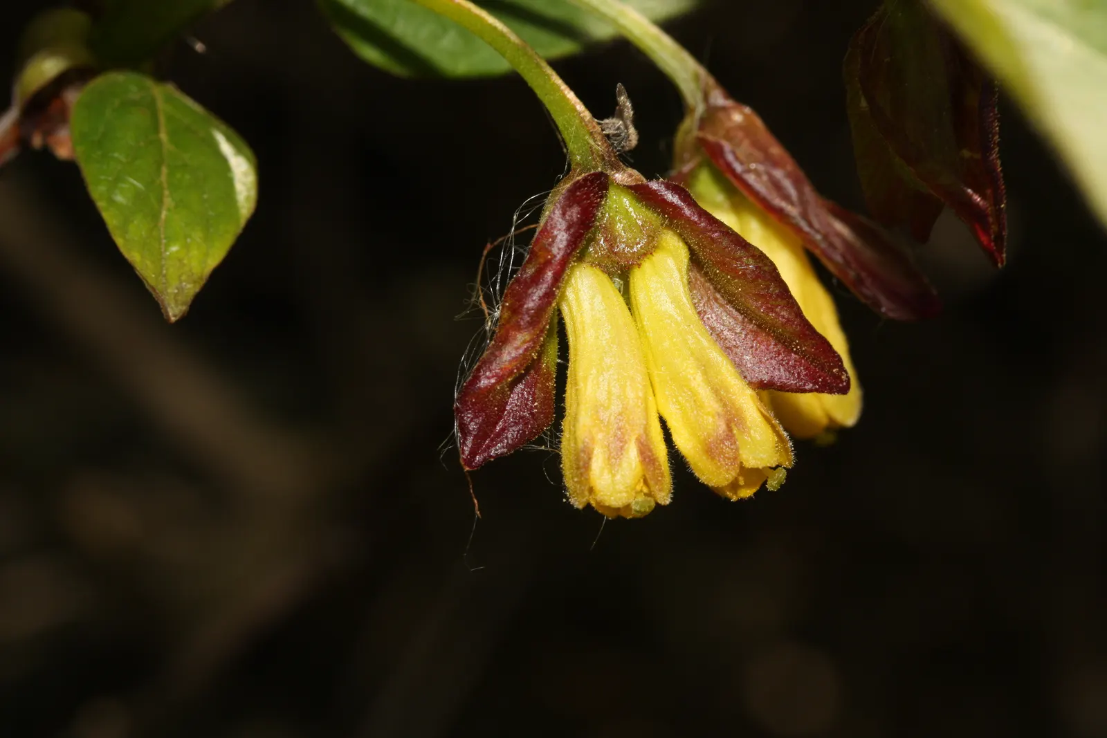 Twinberry (Lonicera Involucrata) — while its berries provide nourishment for birds; twinberry (Lonicera involucrata) is a robust