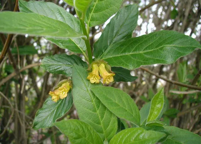 Twinberry (Lonicera Involucrata) — tubular flowers which bloom in late spring to early summer; renowned for its pairs of deep yellow, image 54