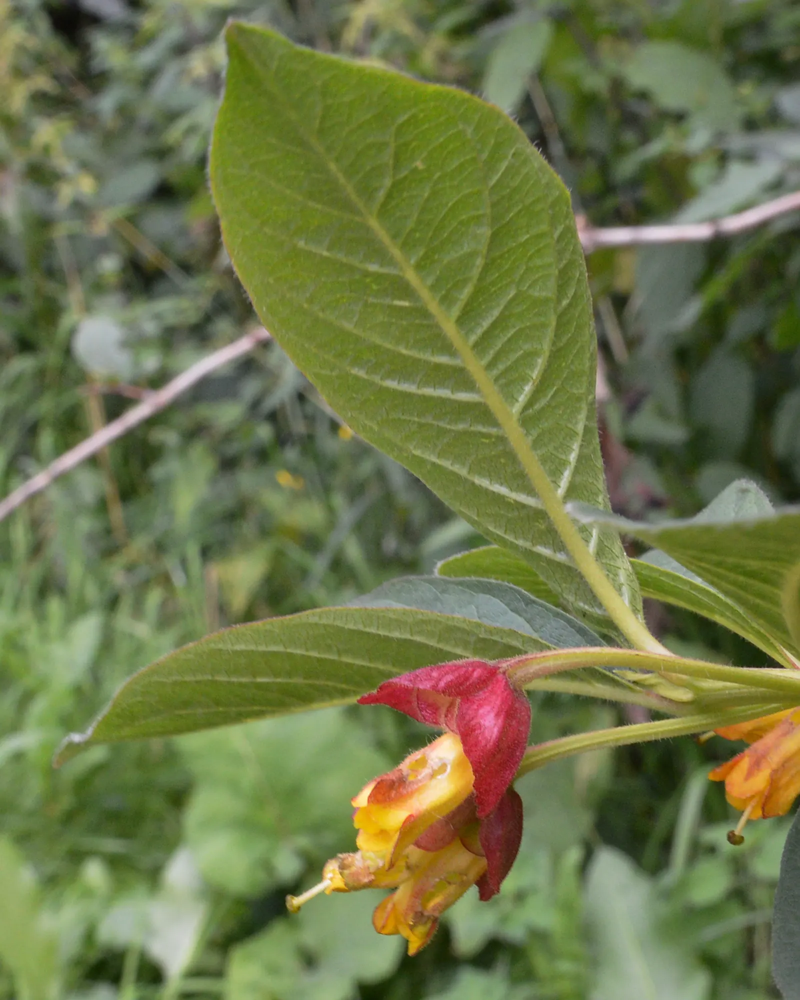 Twinberry (Lonicera Involucrata) — the Twinberry serves as an attractive source of nectar for hummingbirds and butterflies; while its berries, image 85