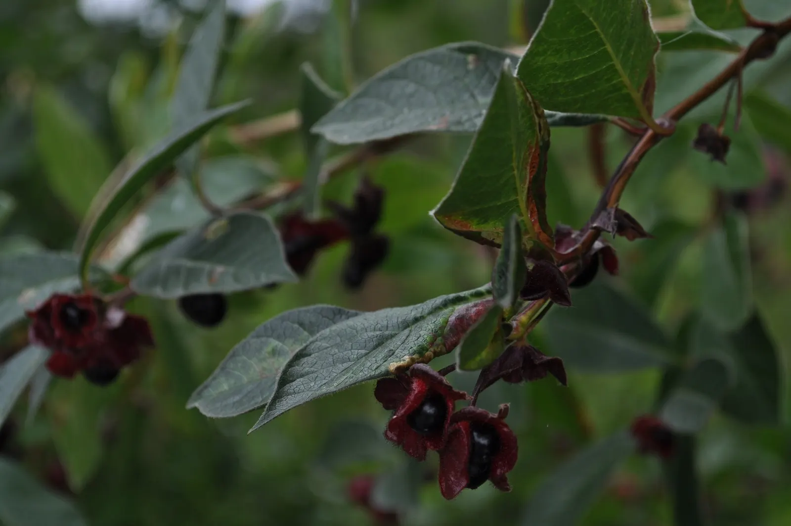 Twinberry (Lonicera Involucrata) — as its berries are considered inedible for humans; shrub / vine with multi-colored and red and yellow blooms, image 89