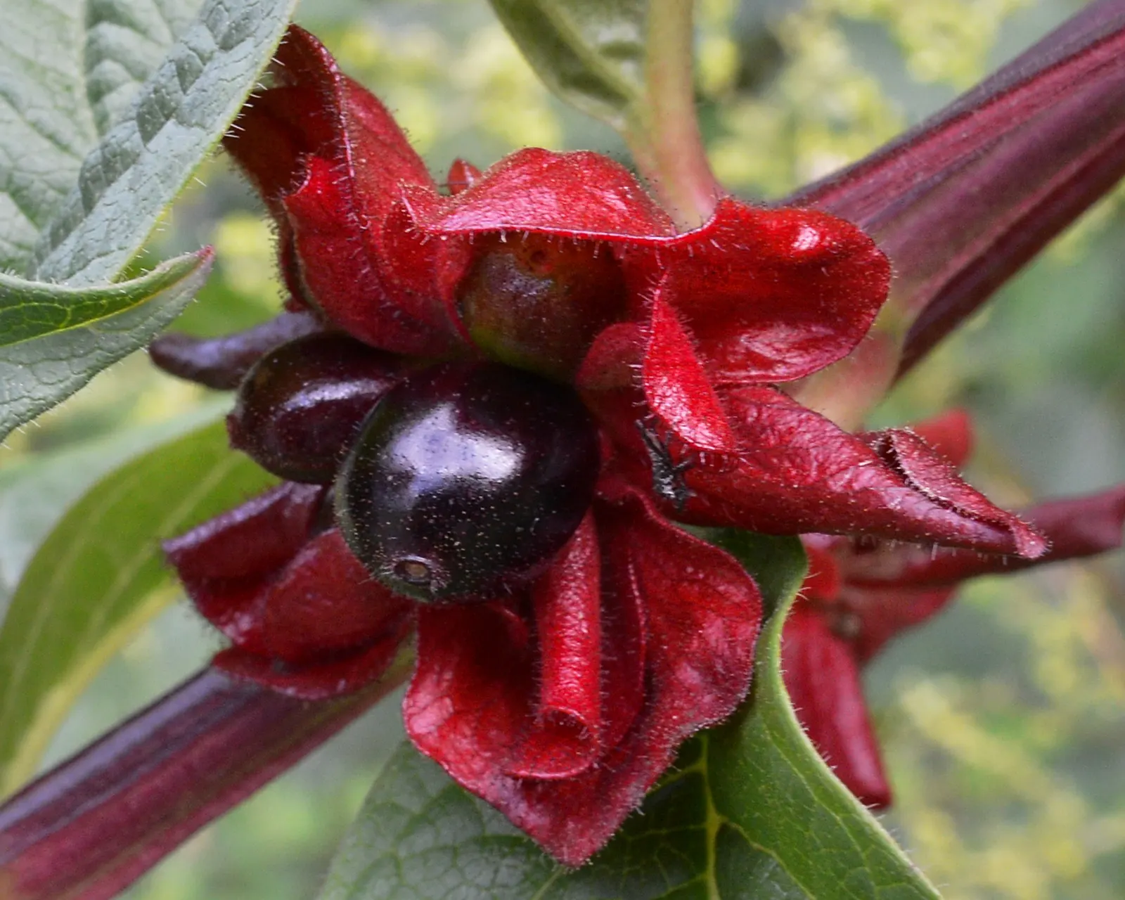 Twinberry (Lonicera Involucrata) — shrub / vine for full or half