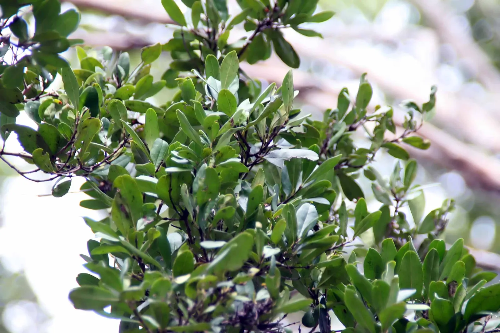 Twinberry (Lonicera Involucrata) — It prefers moist, well-drained soils and can tolerate a variety of conditions, from full sun to part shade, image 82