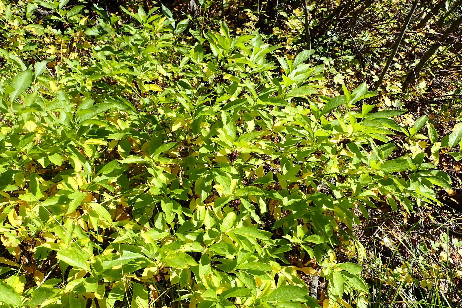 Twinberry (Lonicera Involucrata) — Showcasing lance-shaped leaves and yellow flowers with bracts that mature to a distinctive blackish-purple