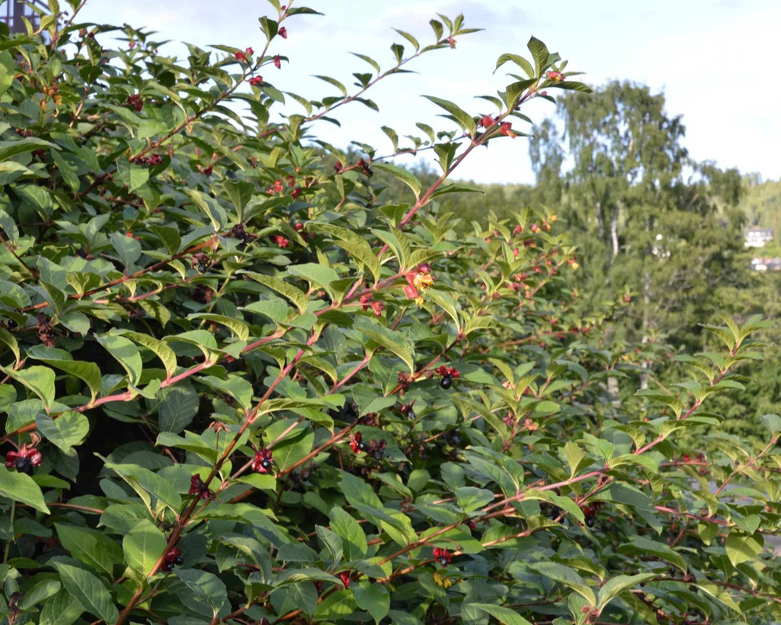 Twinberry (Lonicera Involucrata) — the plant is a spectacle of color