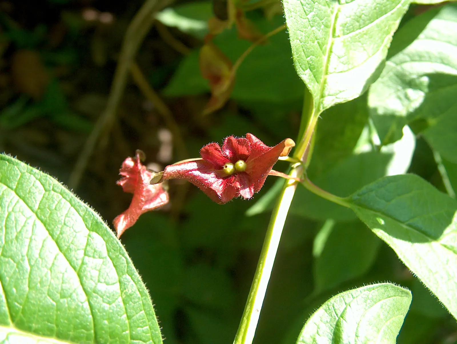 Twinberry (Lonicera Involucrata) — with each blossom nestled within a pair of distinctive purplish-black bracts; multi-colored and red and yellow, image 102