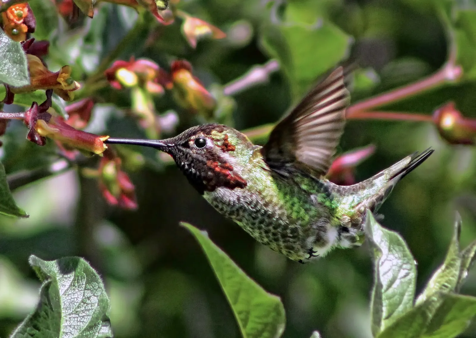 Twinberry (Lonicera Involucrata) — Showcasing lance-shaped leaves and yellow flowers with bracts that mature to a distinctive blackish-purple, image 72