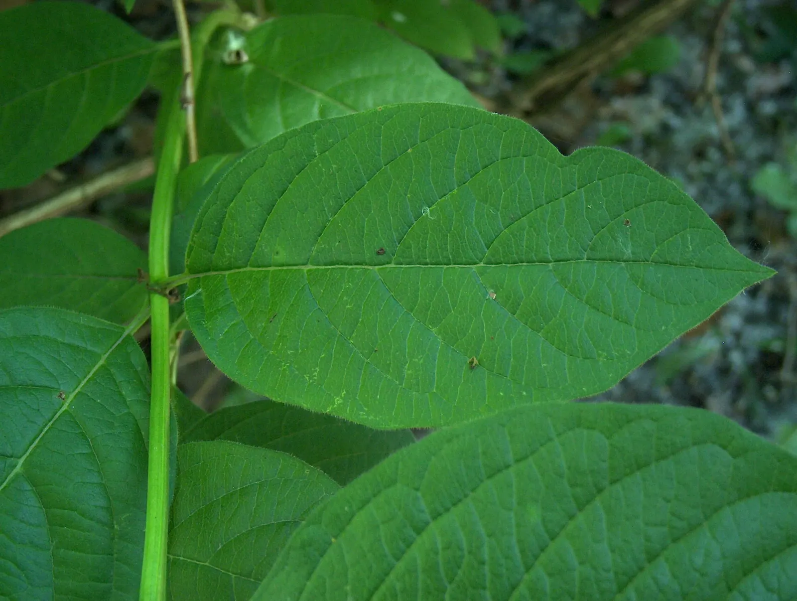 Twinberry (Lonicera Involucrata) — cementing its value in a biodiversity-focused landscape