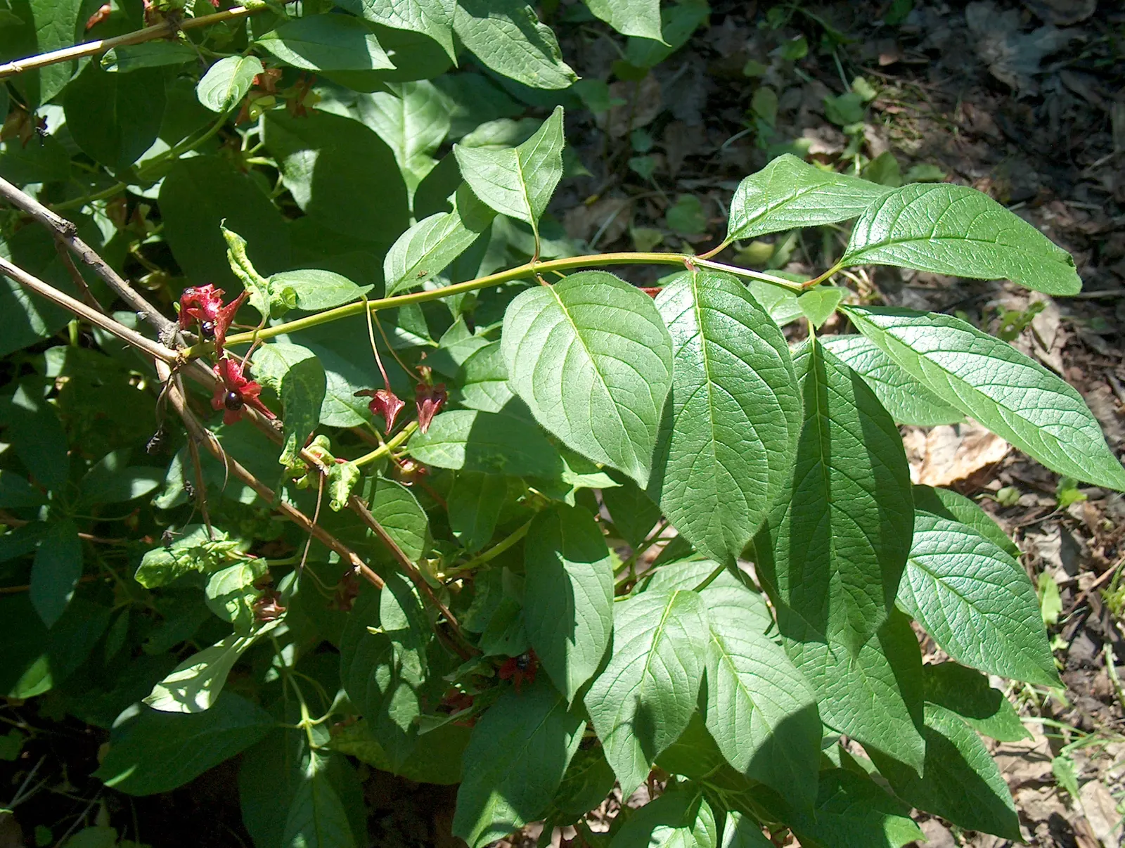 Twinberry (Lonicera Involucrata) — tubular flowers which bloom in late spring to early summer; renowned for its pairs of deep yellow, image 77