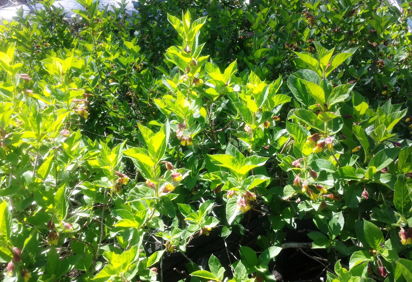 Twinberry (Lonicera Involucrata) — the Twinberry can thrive in USDA Hardiness Zones 4-9, image 35