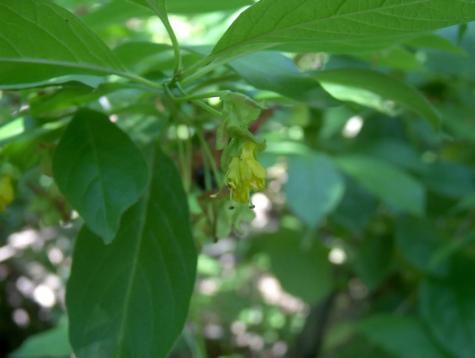 Twinberry (Lonicera Involucrata) — It prefers moist, well-drained soils and can tolerate a variety of conditions, from full sun to part shade