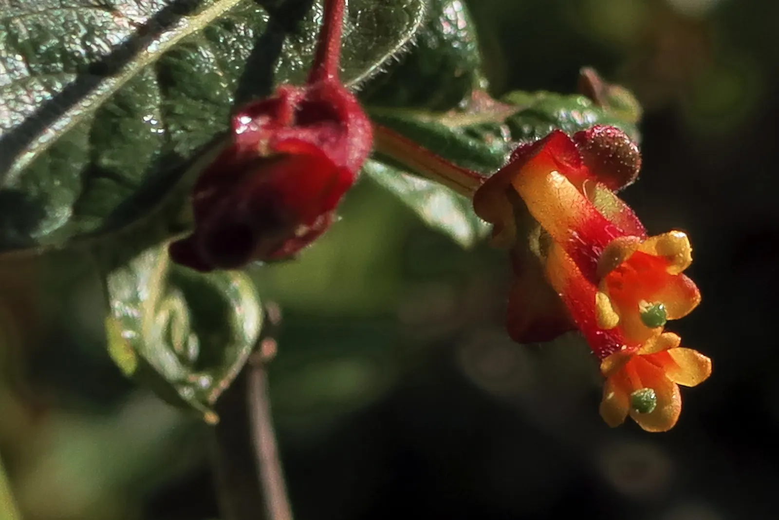 Twinberry (Lonicera Involucrata) — Showcasing lance-shaped leaves and yellow flowers with bracts that mature to a distinctive blackish-purple; cementing its