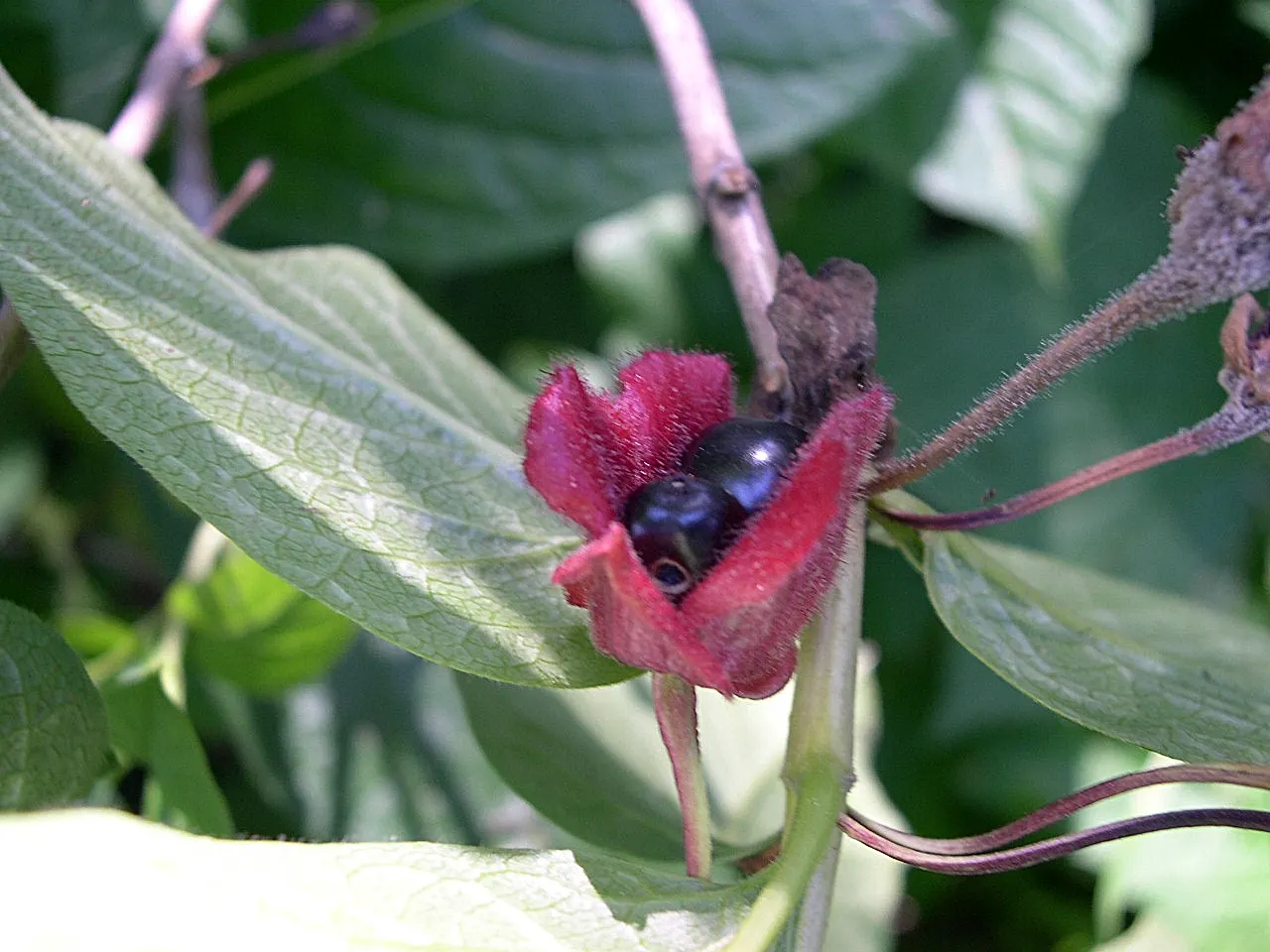 Twinberry (Lonicera Involucrata) — It thrives in moist conditions across USDA zones 4-9, preferring partial to full sun; the plant is a spectacle of color