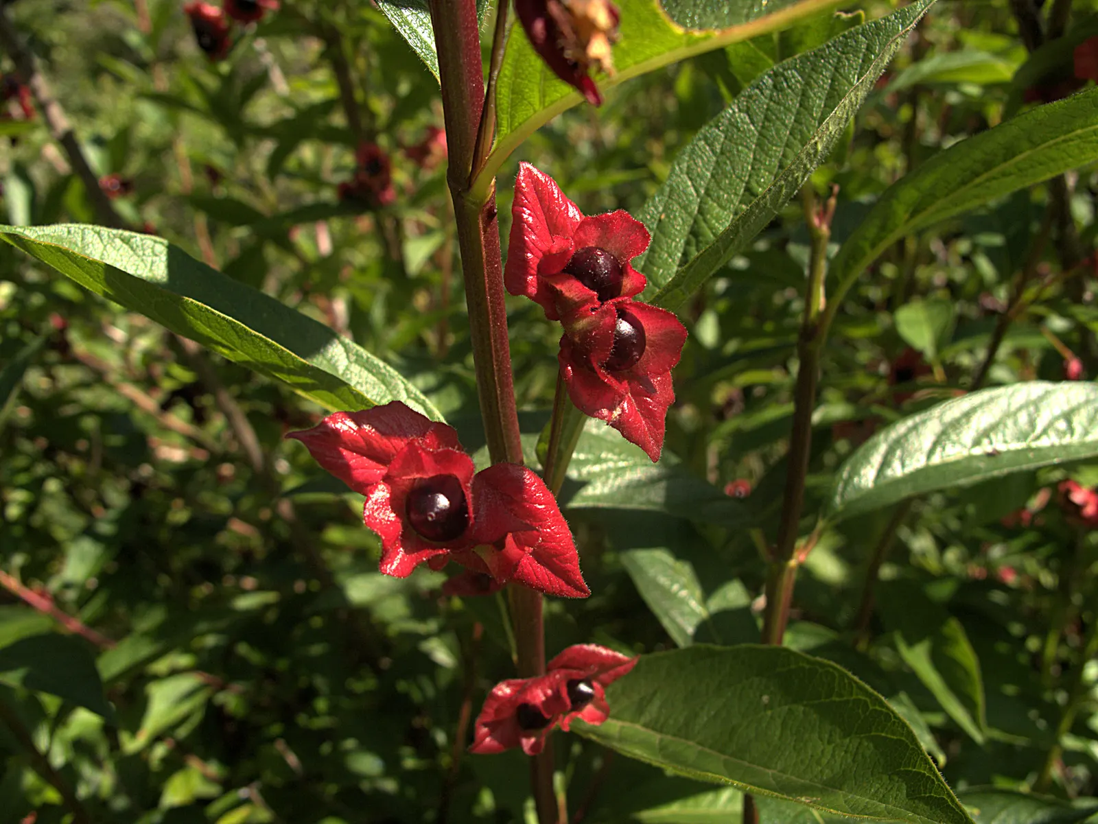 Twinberry (Lonicera Involucrata) — while its berries provide nourishment for birds