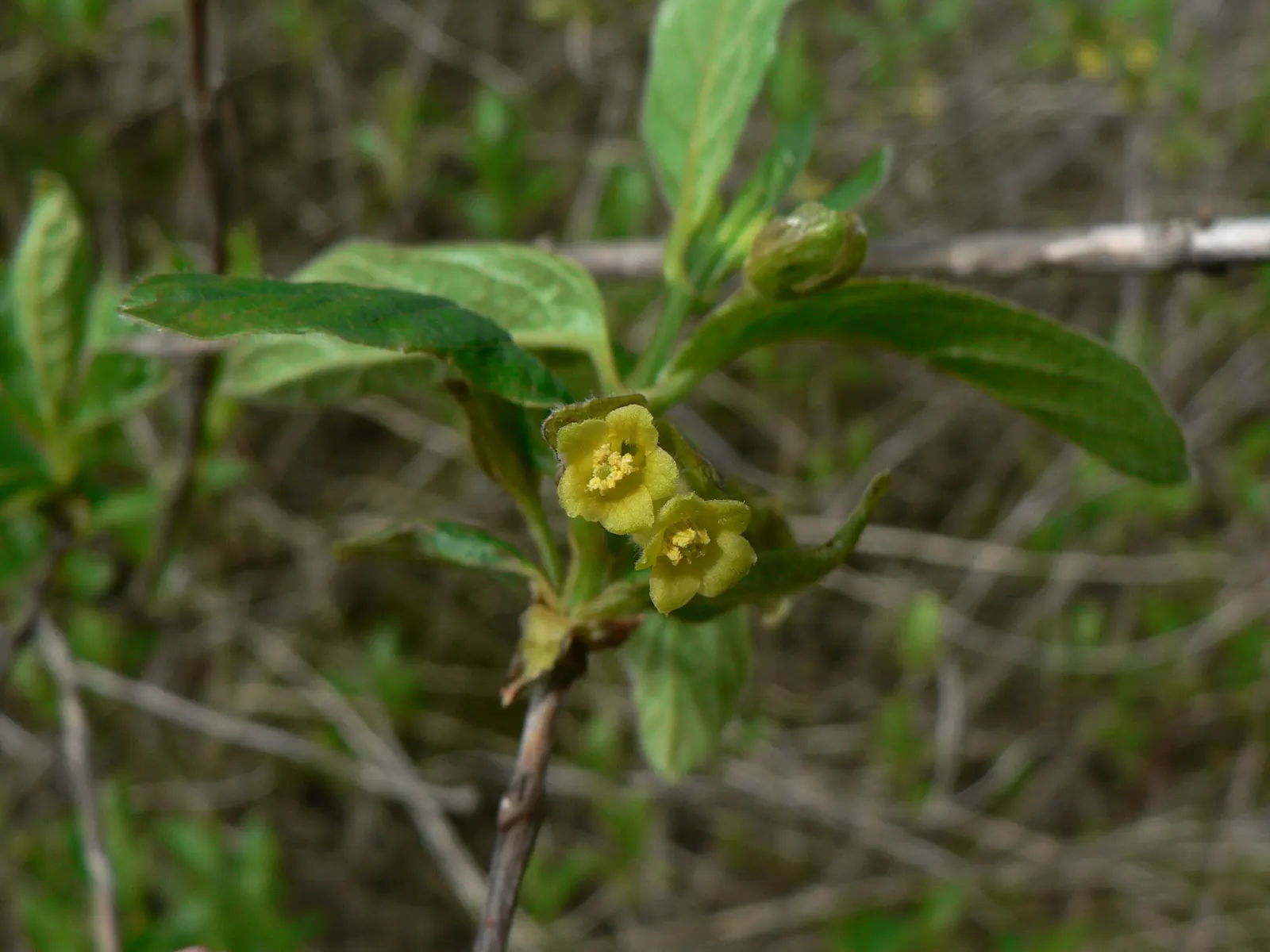 Twinberry (Lonicera Involucrata) — the Twinberry serves as an attractive source of nectar for hummingbirds and butterflies; while its berries provide