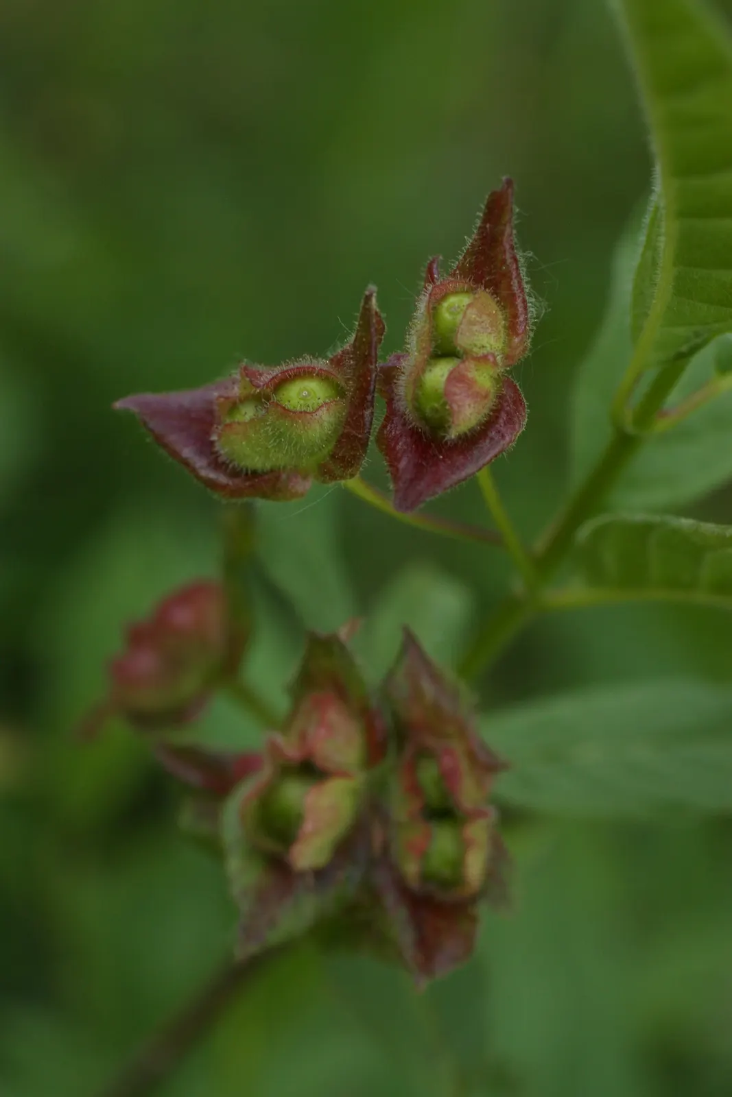 Twinberry (Lonicera Involucrata) — Gardeners should be advised to wear gloves when handling the plant; where its erosion control properties are beneficial