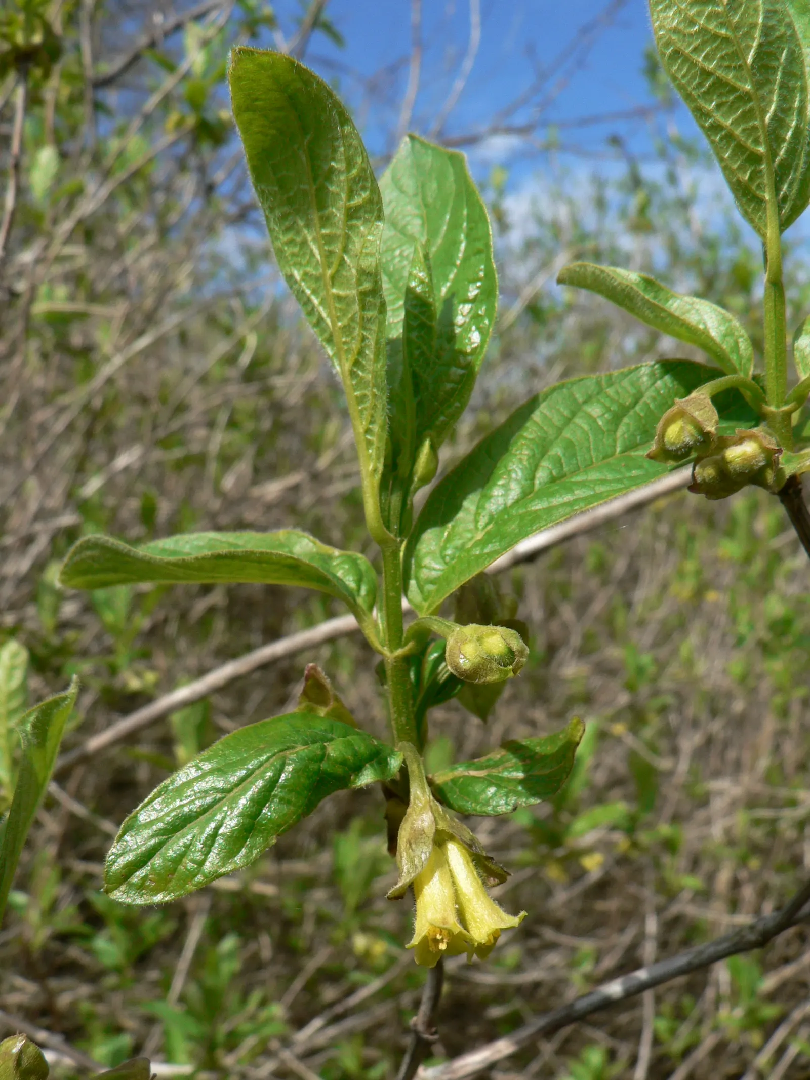 Twinberry (Lonicera Involucrata) — It thrives in moist conditions across USDA zones 4-9, preferring partial to full sun