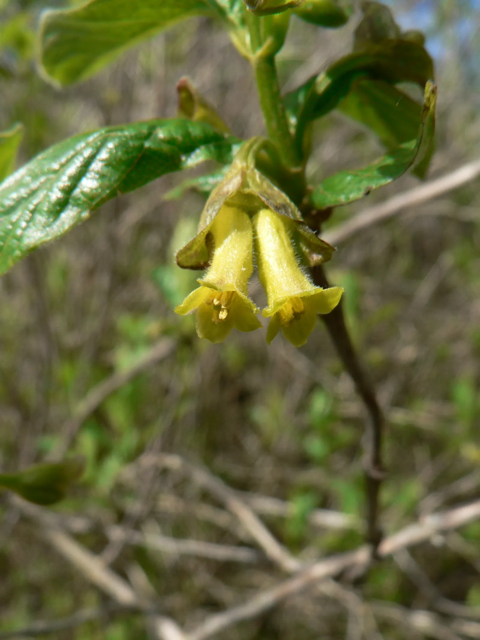 Twinberry (Lonicera Involucrata) — shrub / vine for full or half; as its berries are considered inedible for humans