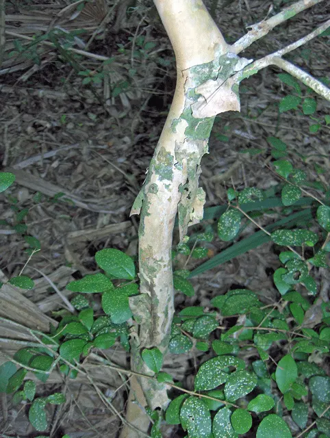 Twinberry (Lonicera Involucrata) — with each blossom nestled within a pair of distinctive purplish-black bracts; multi-colored and red and yellow, image 79