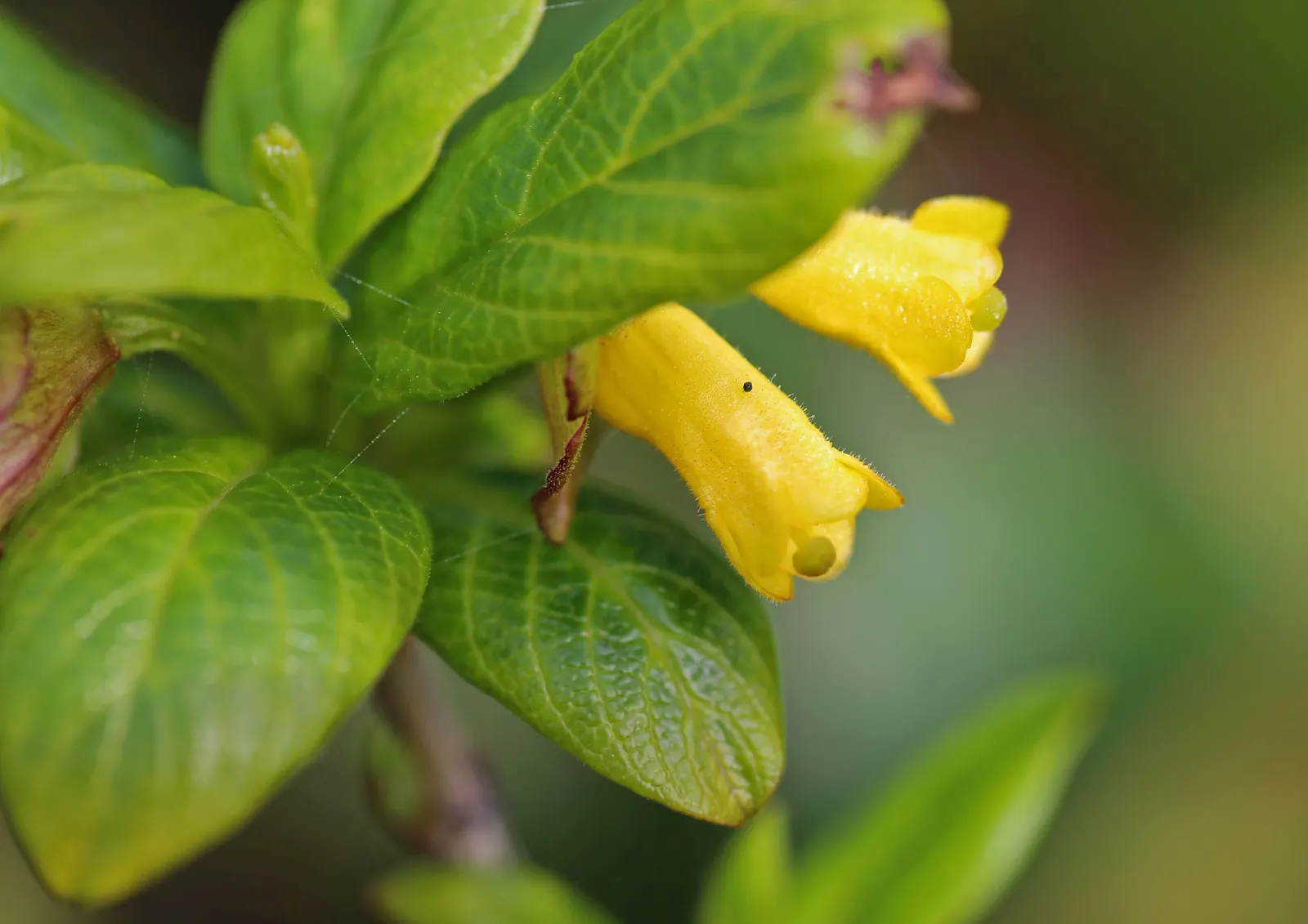 Twinberry (Lonicera Involucrata) — these flowers give way to glossy; it thrives in moist conditions across USDA zones 4-9, preferring partial to, image 57