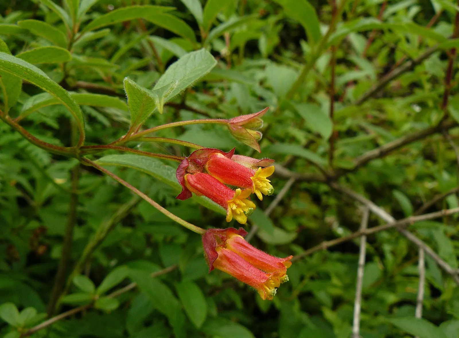 Twinberry (Lonicera Involucrata) — tubular flowers which bloom in late spring to early summer; renowned for its pairs of deep yellow