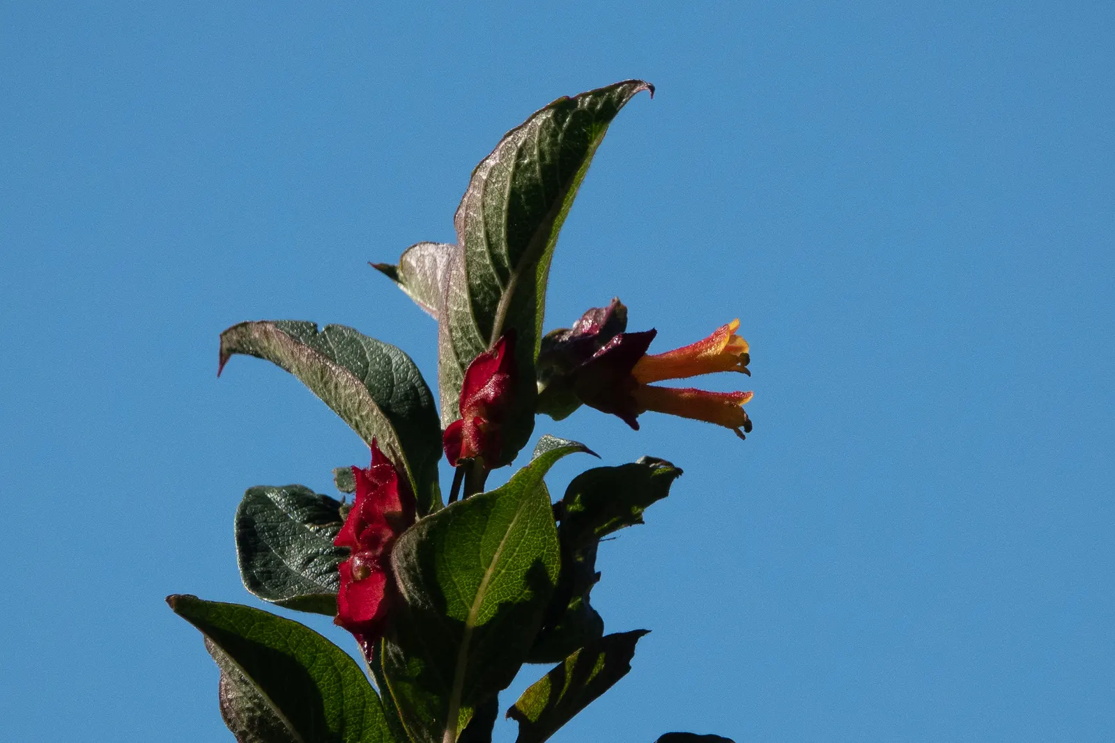 Twinberry (Lonicera Involucrata) — shrub / vine for full or half; as its berries are considered inedible for humans, image 92