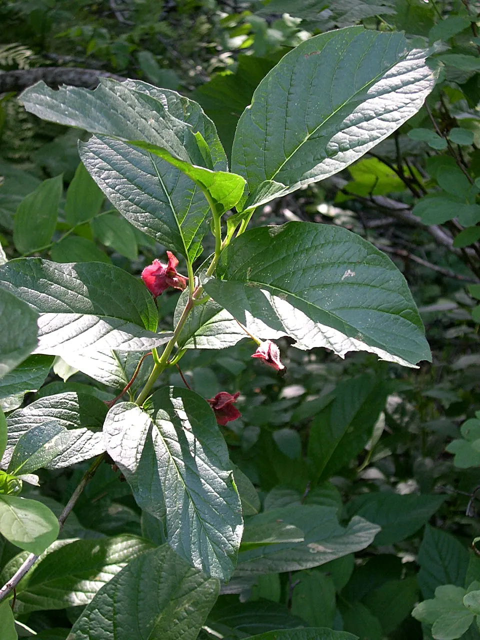 Twinberry (Lonicera Involucrata) — multi-colored and red and yellow flowers in the garden